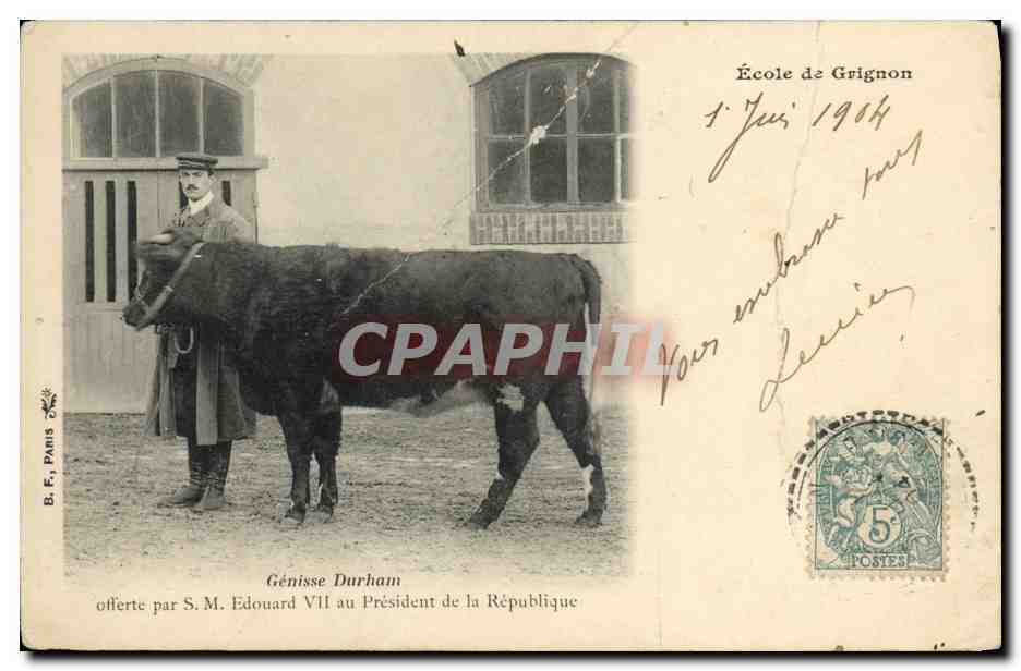 CPA Vaches Vache Genisse Durham SM Edouard VII President de la republique Ecole de Grignon 