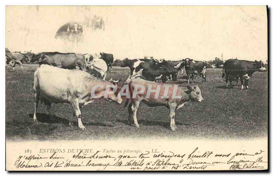 Environ de Vichy — Vaches au pâturage — LL. n°163