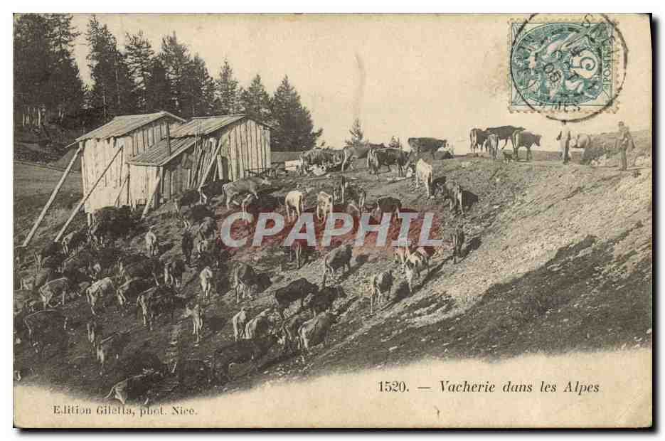 Vacherie dans les Alpes — Édition Gilelta, phot. Nice, n° 1520