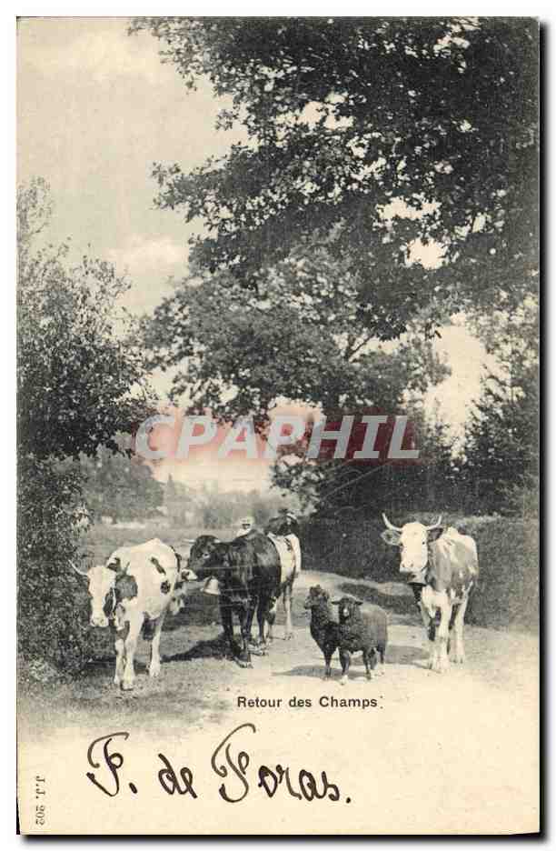 CPA Vache Vaches Retour des champs