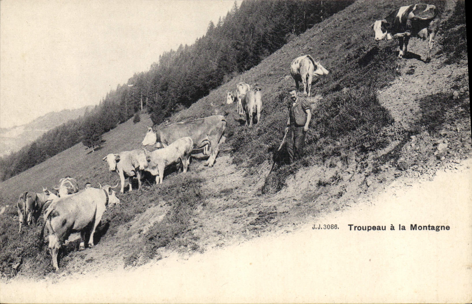 CPA Vache Vaches Troupeau a la montagne Elevage
