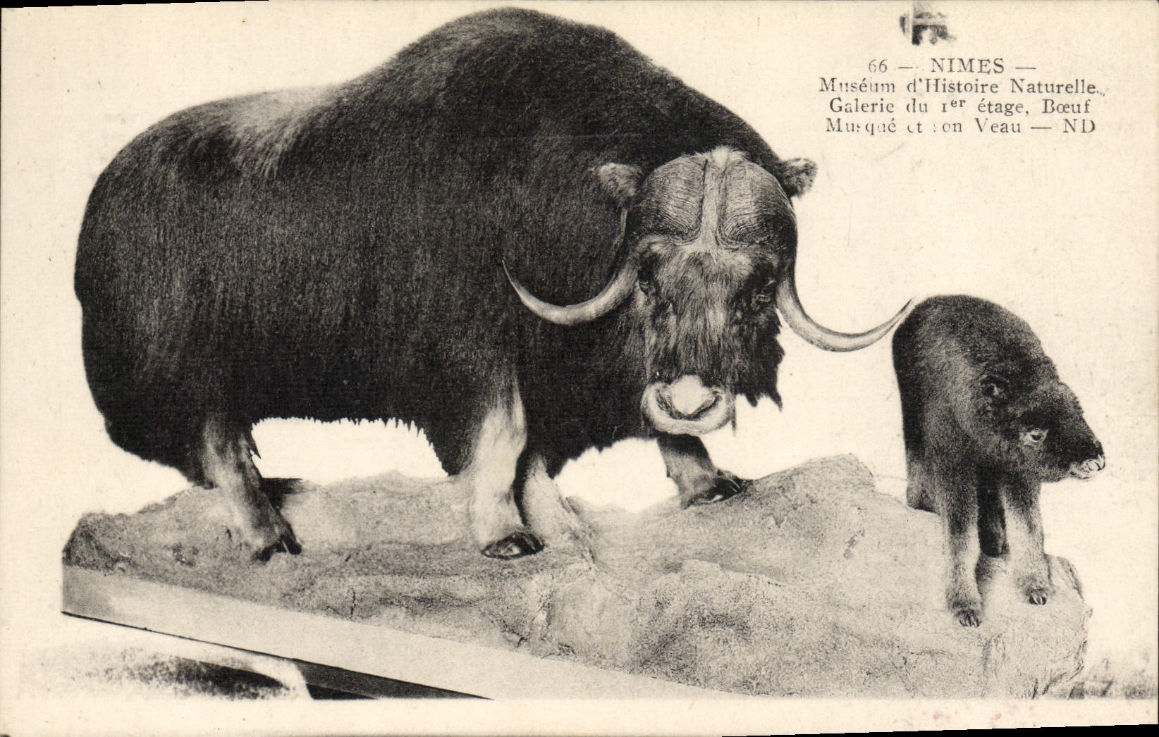 CPA Nimes Museum d'histoire Naurelle Boeuf Musque et son veau