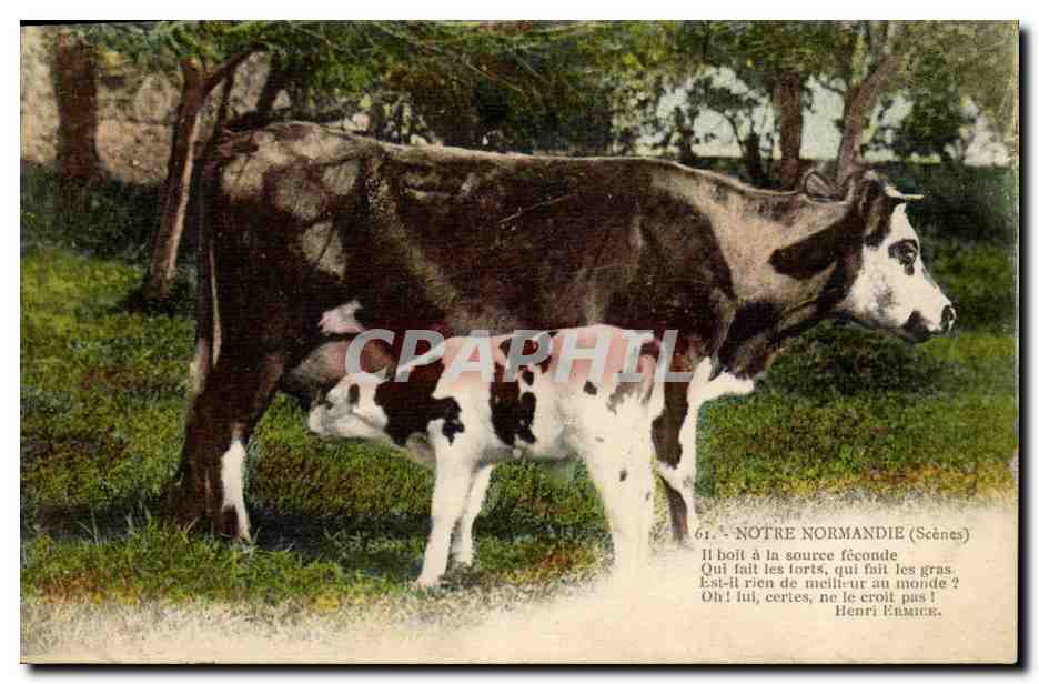 CPA Vache Vaches Normande
