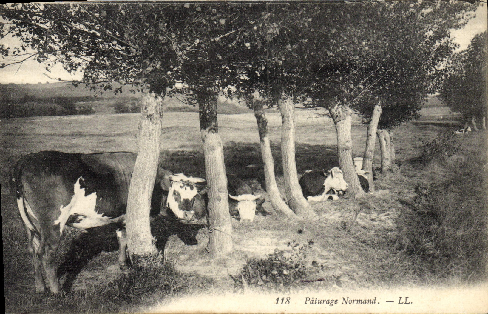CPA Vache Vaches Paturage normand