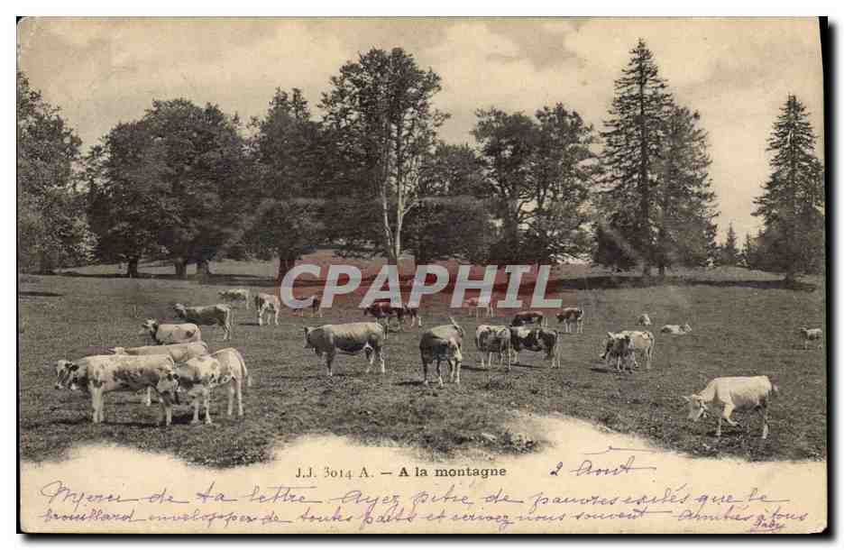 CPA Vache Vaches A la montagne