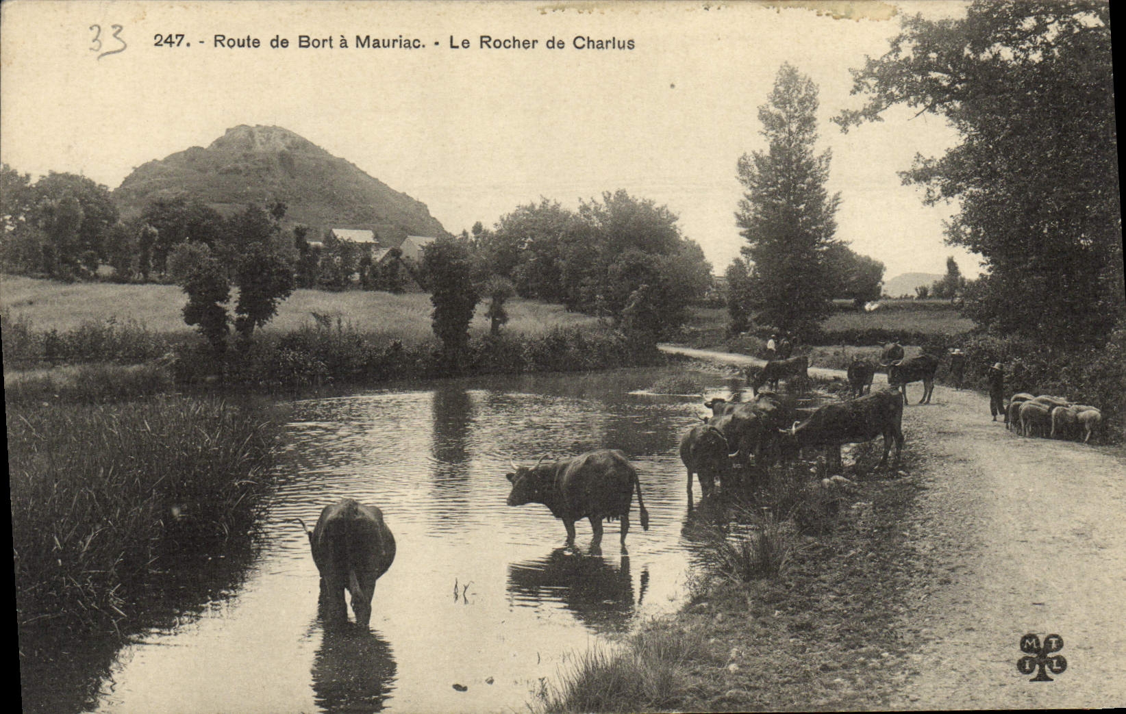 CPA Vache Vaches Route de Bort a Mauriac Le rocher de Charius
