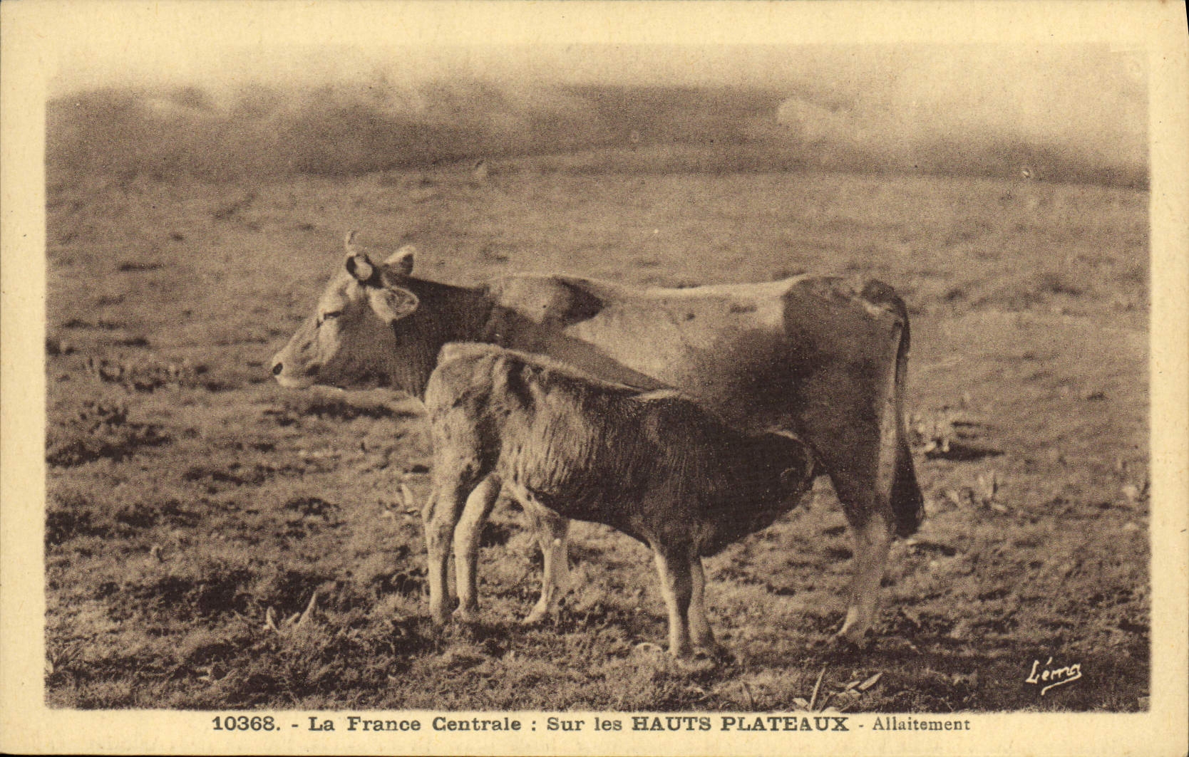CPA Vache Vaches La France centrale Sur les Hauts Plateaux Allaitement