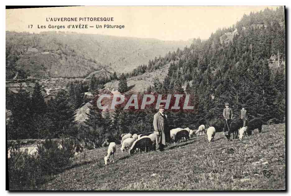 CPA Vache Vaches Les gorges d'Aveze Un paturage