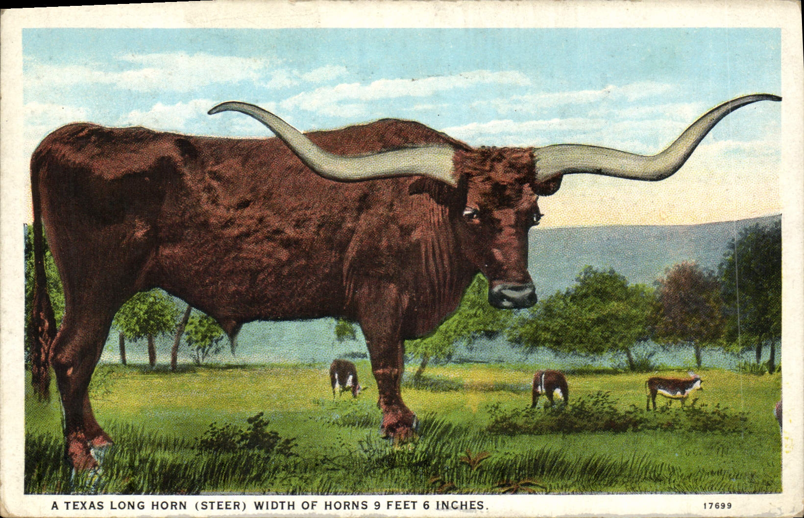 CPA Vache Vaches A Texas long horn width of horns 9 feet 6 inches