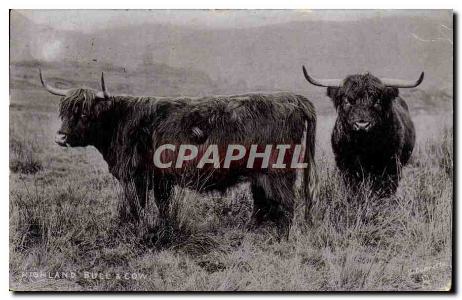 CPA Vache Vaches Highland Bull and cow