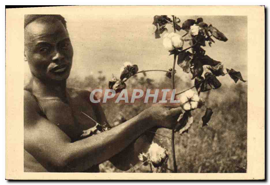 CPA Afrique Equatoriale Francaise La cueillette du cotton 