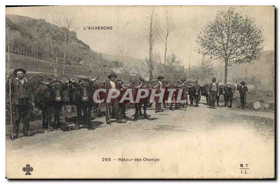 CPA Folklore Auvergne Retour des champs Vaches 