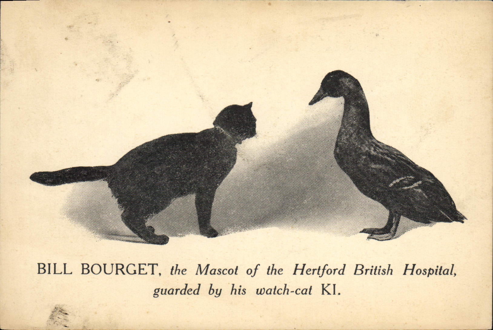 Bill Bourget, mascotte de l'Hôpital britannique de Hertford — gardé par son chat de garde KI