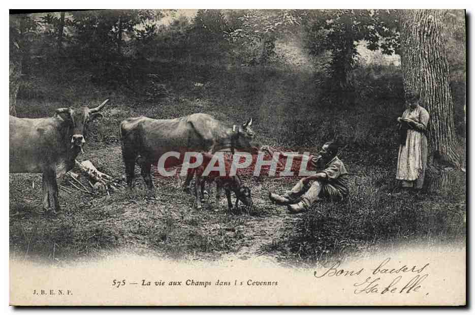 CPA Folklore La vie aux champs dans les Cevennes Vaches 