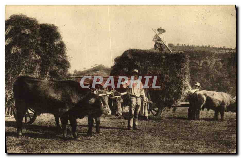 CPA Folklore Auvergne La fenaison Cheval