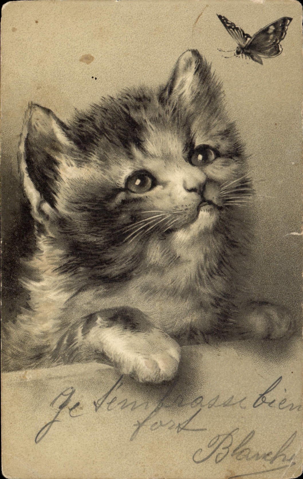 CPA Chat Chats Chaton Papillon