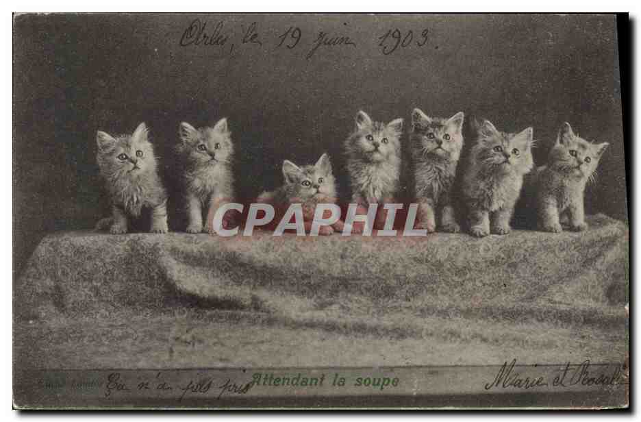 CPA Chat Chats Chaton Attendant la soupe 