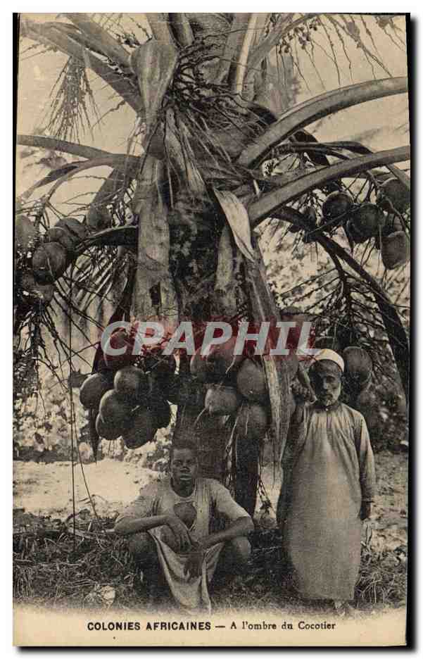 CPA Homme Noir negre Colonies africaines A l'ombre du cocotier 