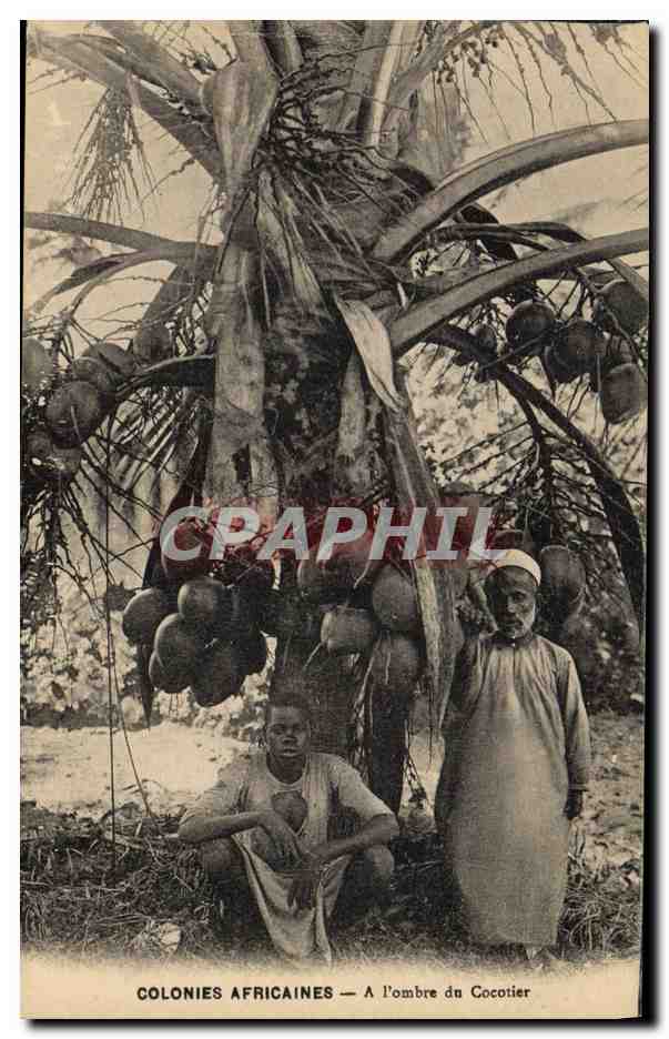 CPA Homme Noir negre Colonies africaines A l'ombre d'un cocotier 