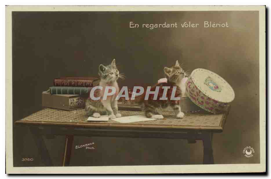 CPA Chat chats Chaton en regardant voler Bleriot Avion Aviation