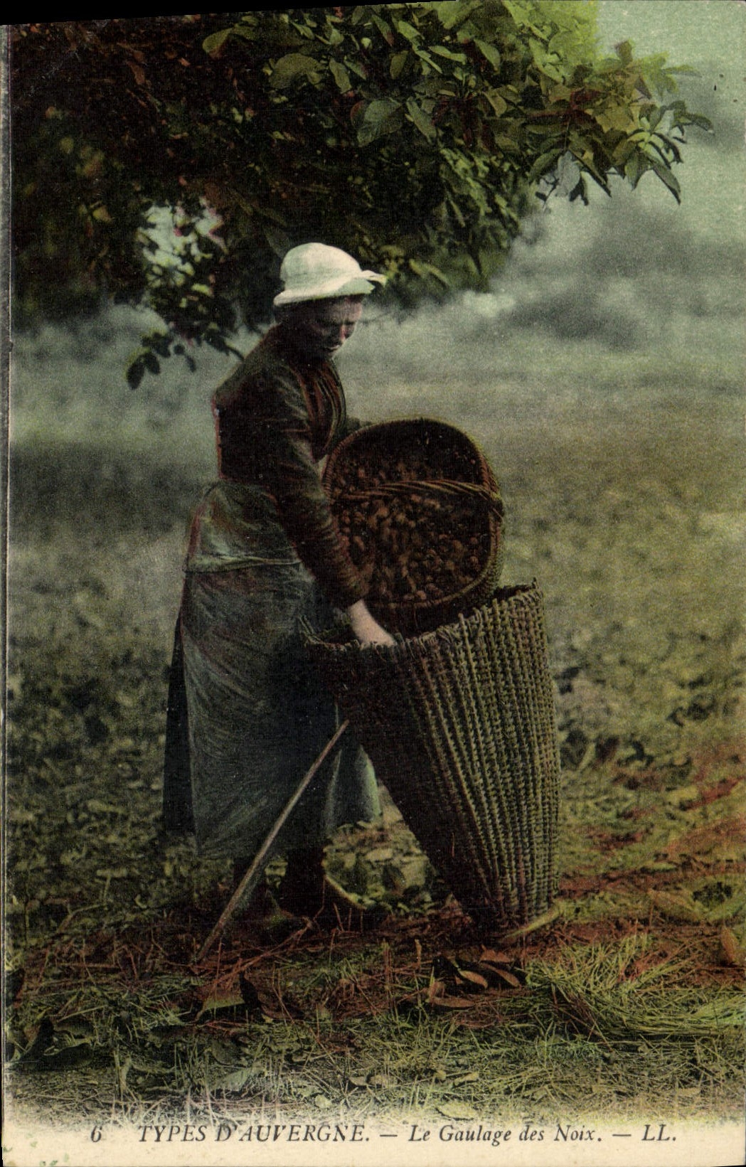 CPA Folklore Auvergne Le Gaulage des noix 