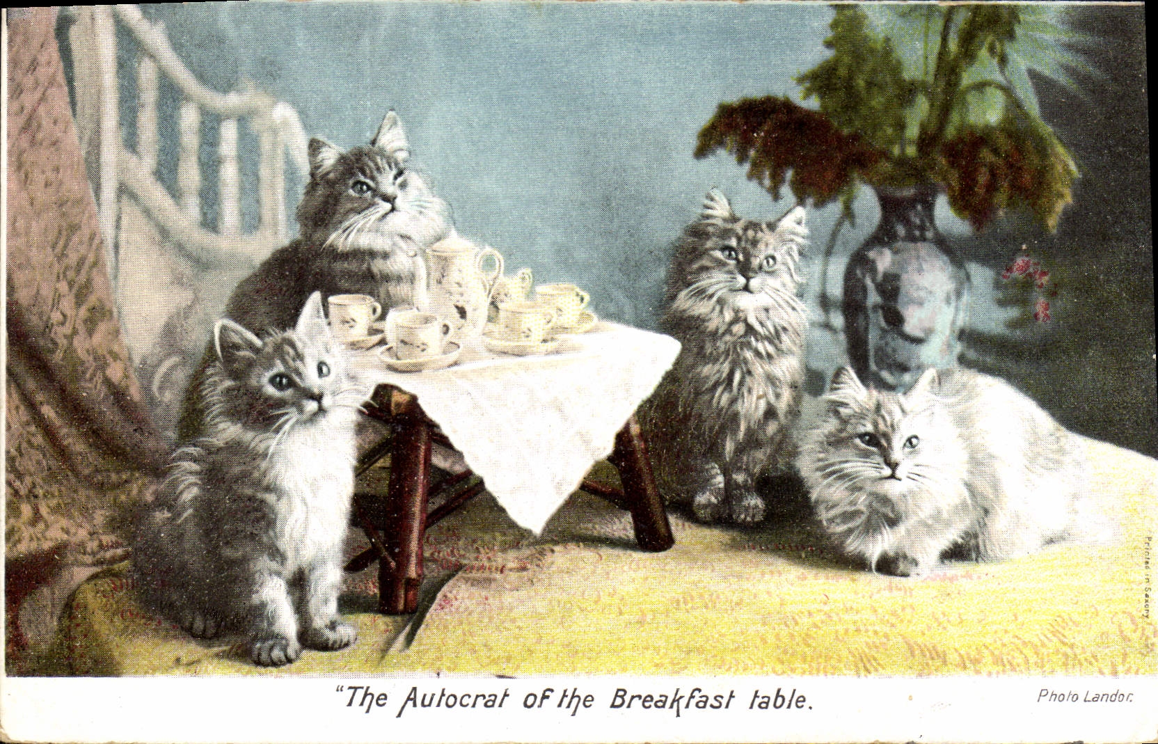CPA Chat chats Chaton The autocrat of the breakfast table