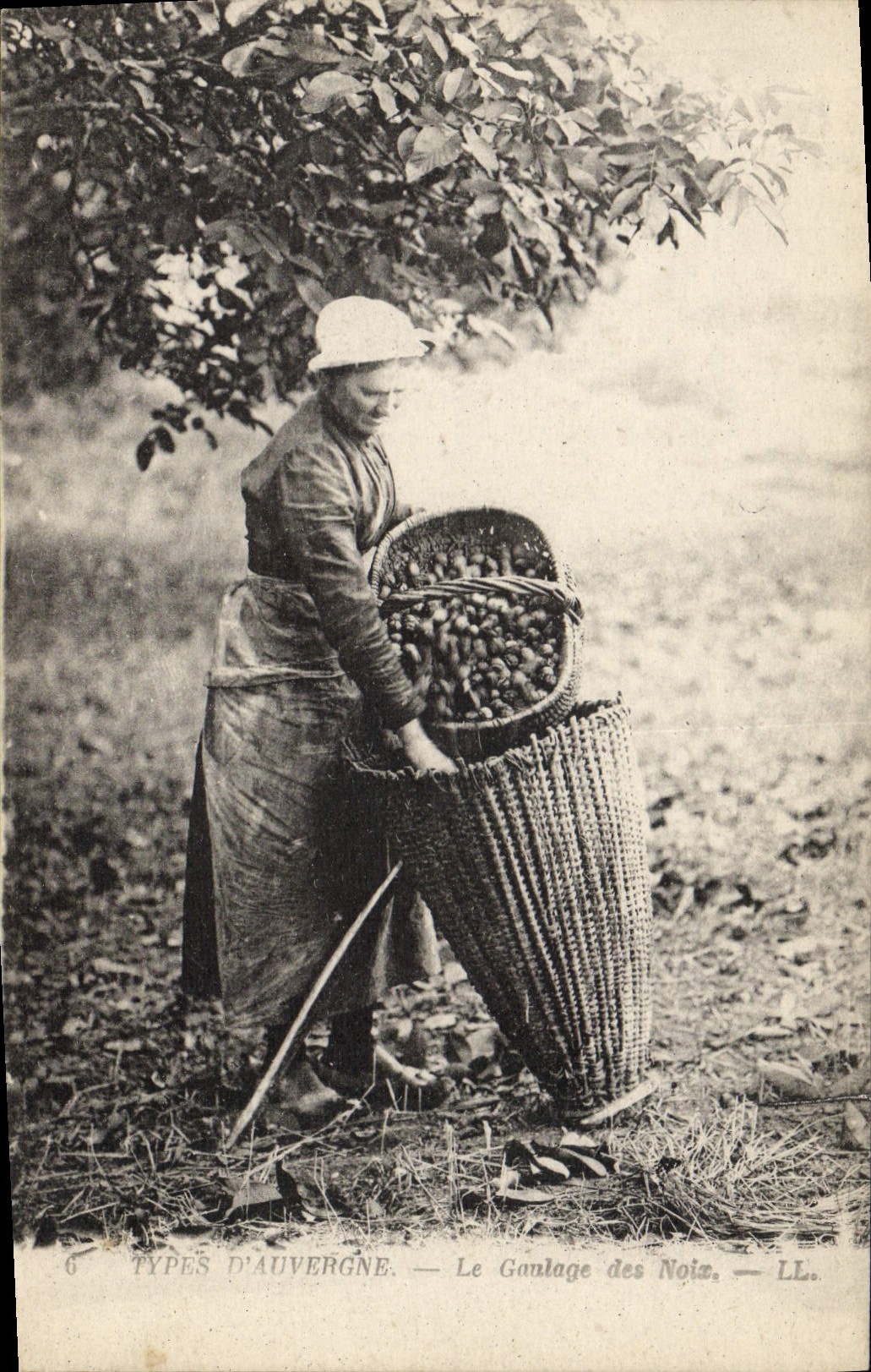 CPA Folklore Auvergne La gaulage des noix