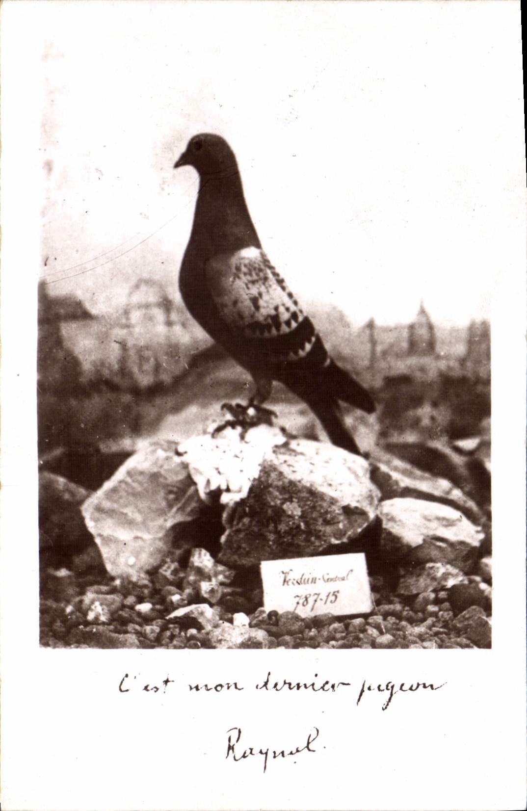 Pigeon — 'C'est mon dernier pigeon' — Pigeon officiel du Fort de Vaux, n°15