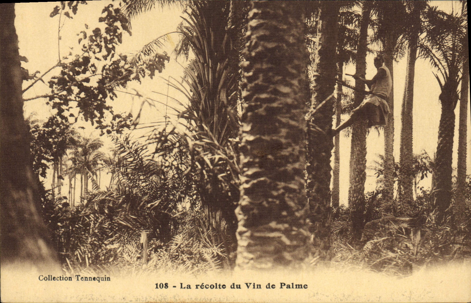 CPA Negre Homme Noir La recolte de vin de palme