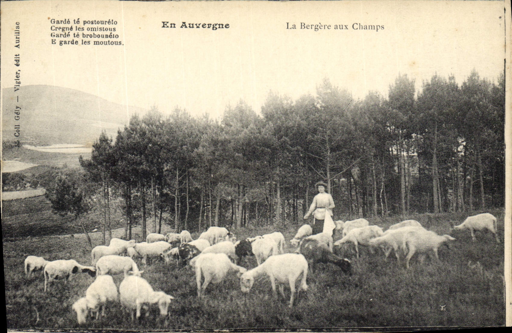 CPA Folklore Auvergne La bergere aux champs Moutons
