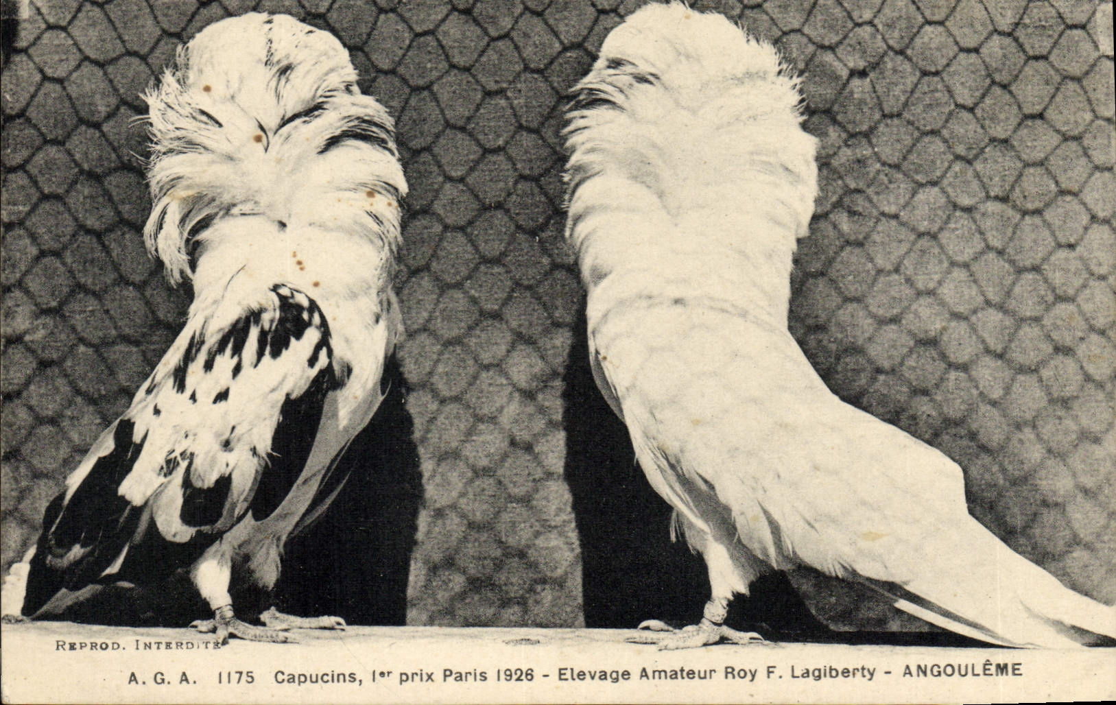 Capucins — 1er prix Paris 1926 — Elevage Amateur Roy F. Lagiberty - Angoulême