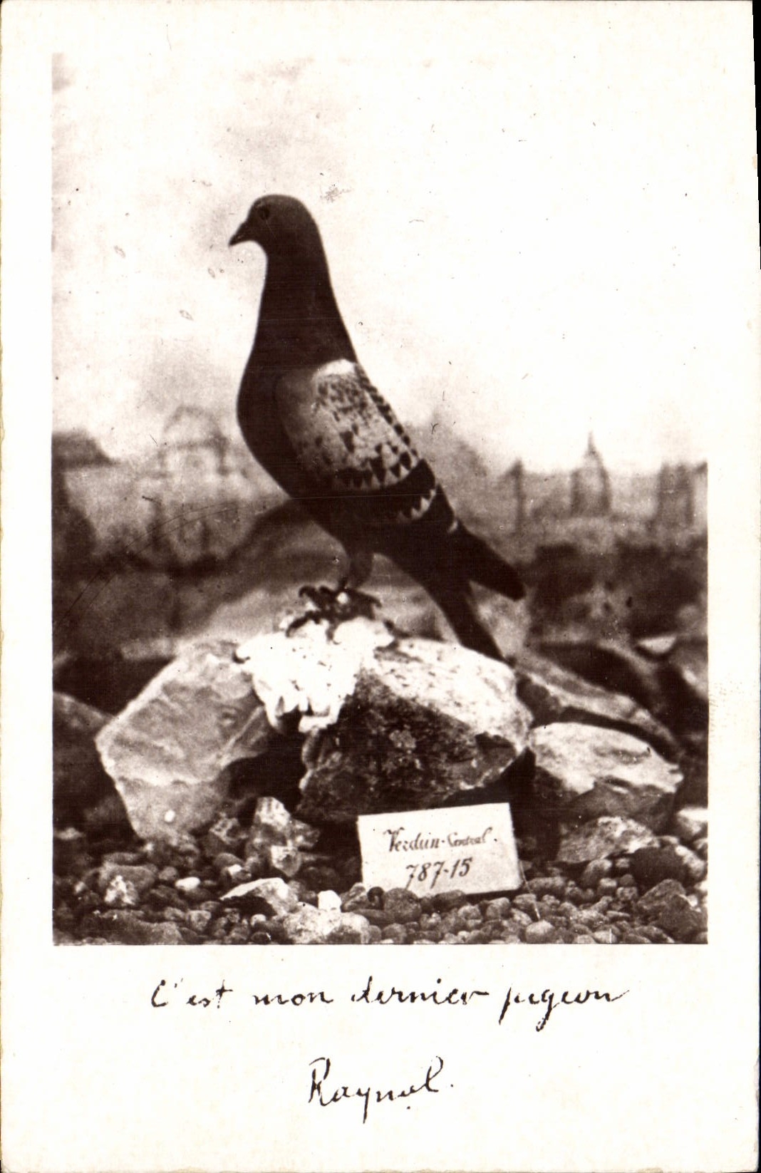 Pigeon — 'C'est mon dernier pigeon' — Raynal, éditeur Térdin-Central, n° 787-15