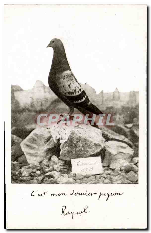 Pigeon — Exposition — Colombe de Raynal, n° 787-15