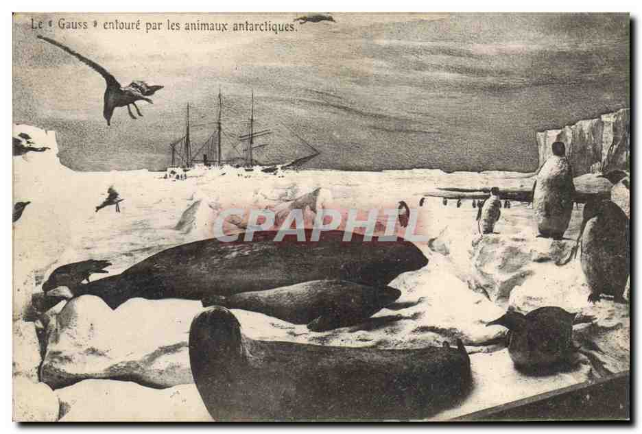 CPA Le Gauss entour par les animaux antarctiques Polaire Bateau 