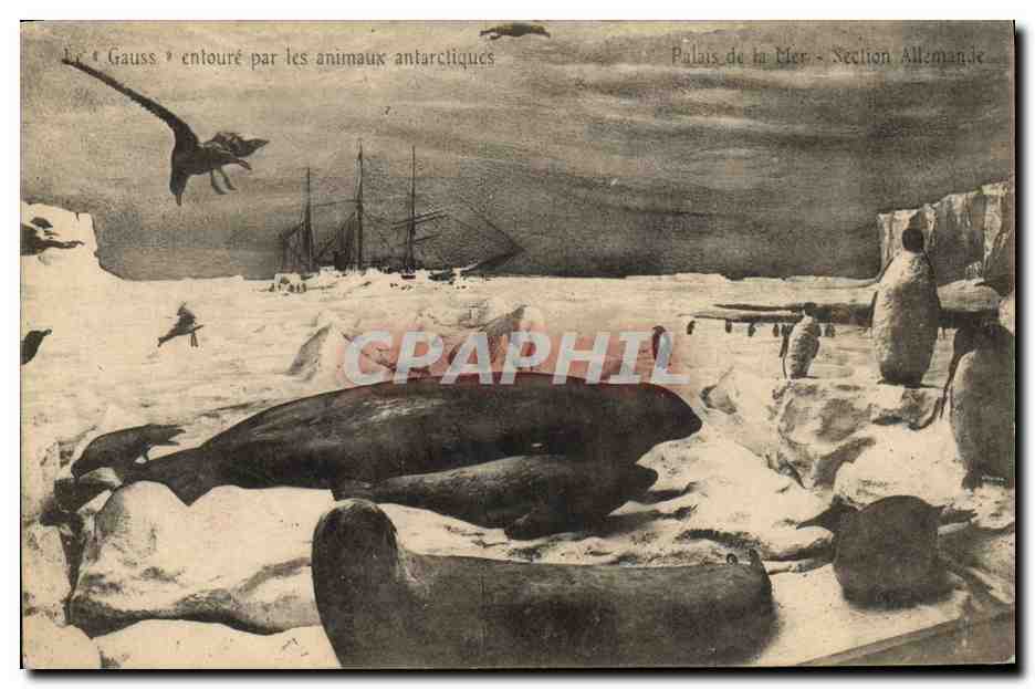 CPA Le Gauss entour par les animaux antarctiques Polaire Bateau 