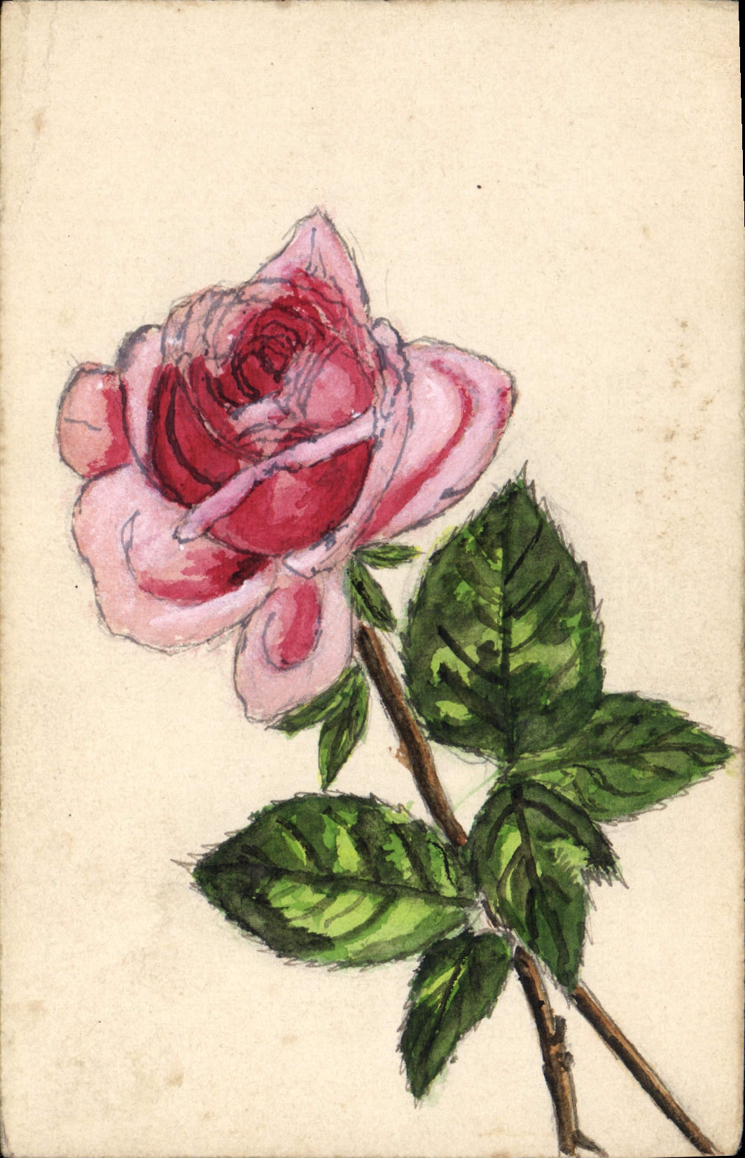 Rose — dessin à l'aquarelle — Carte postale de Lyon - Anverso