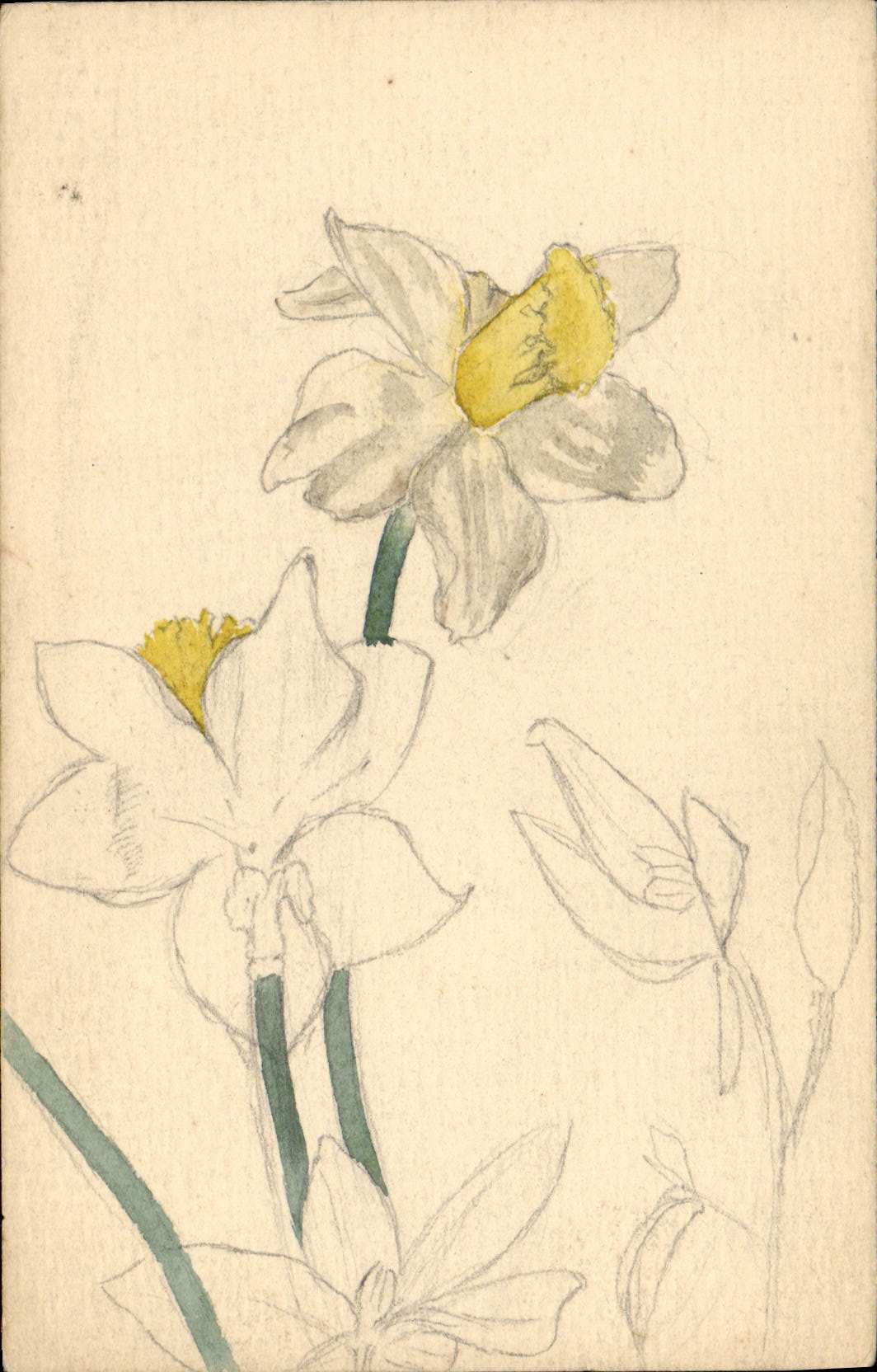 Daffodils — croquis à l'encre et à l'aquarelle — Carte postale française