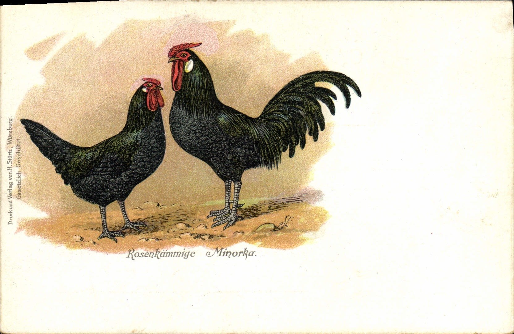 Due galli Minorka a cresta rosa — edizione Druckund Verlag von H. Stürz, Würzburg