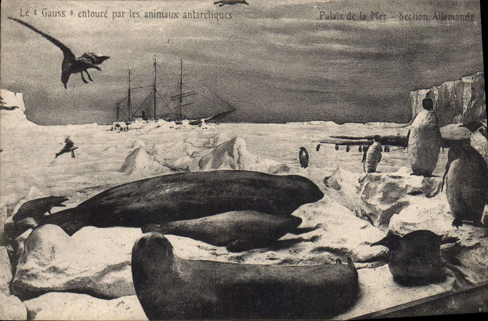 CPA Polaire Amerique du Nord Le Gauss entoure par les animaux antarctiques Palais de la mer Section allemande 