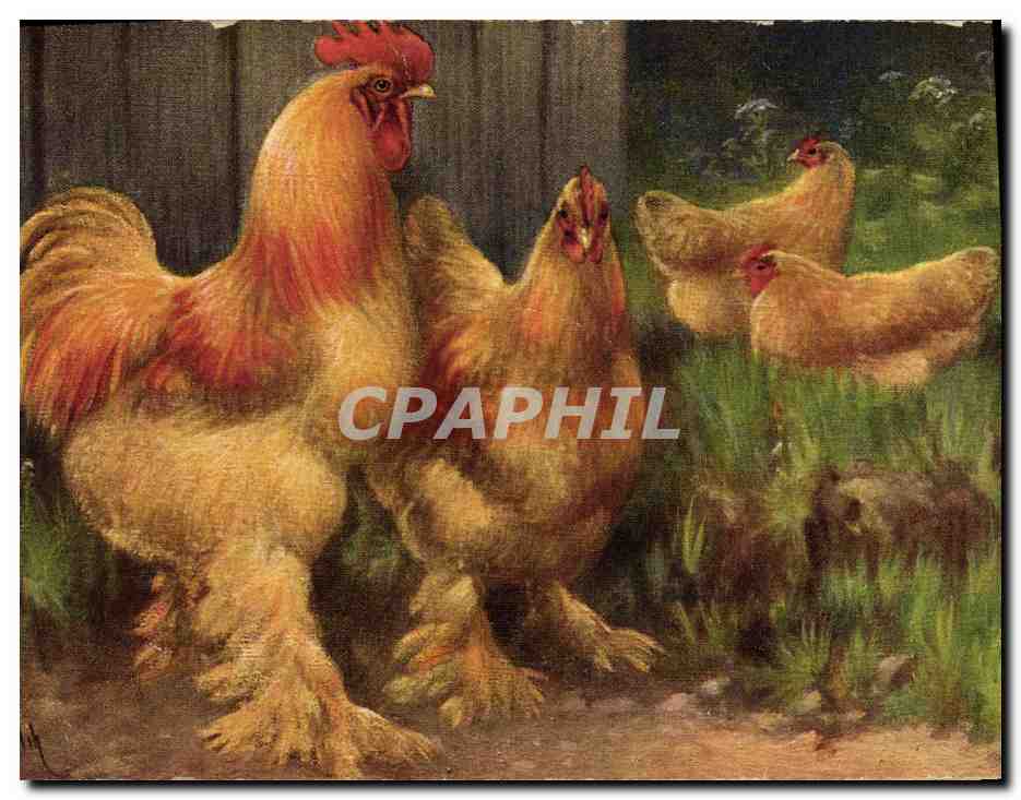 CPA Coq Poule 