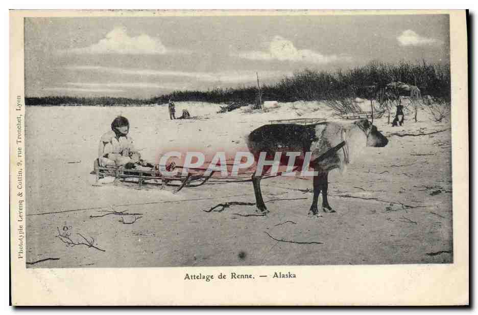 CPA Polaire Pole Nord Attelage de Renne Alaska 