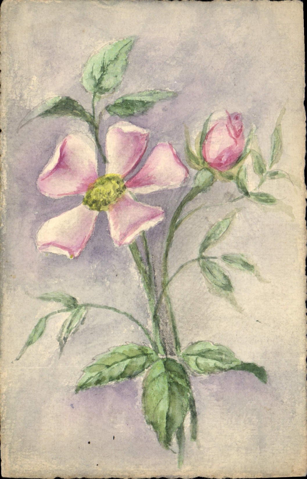 Fleur rose — dessin à l'aquarelle — sans éditeur ni numéro visible