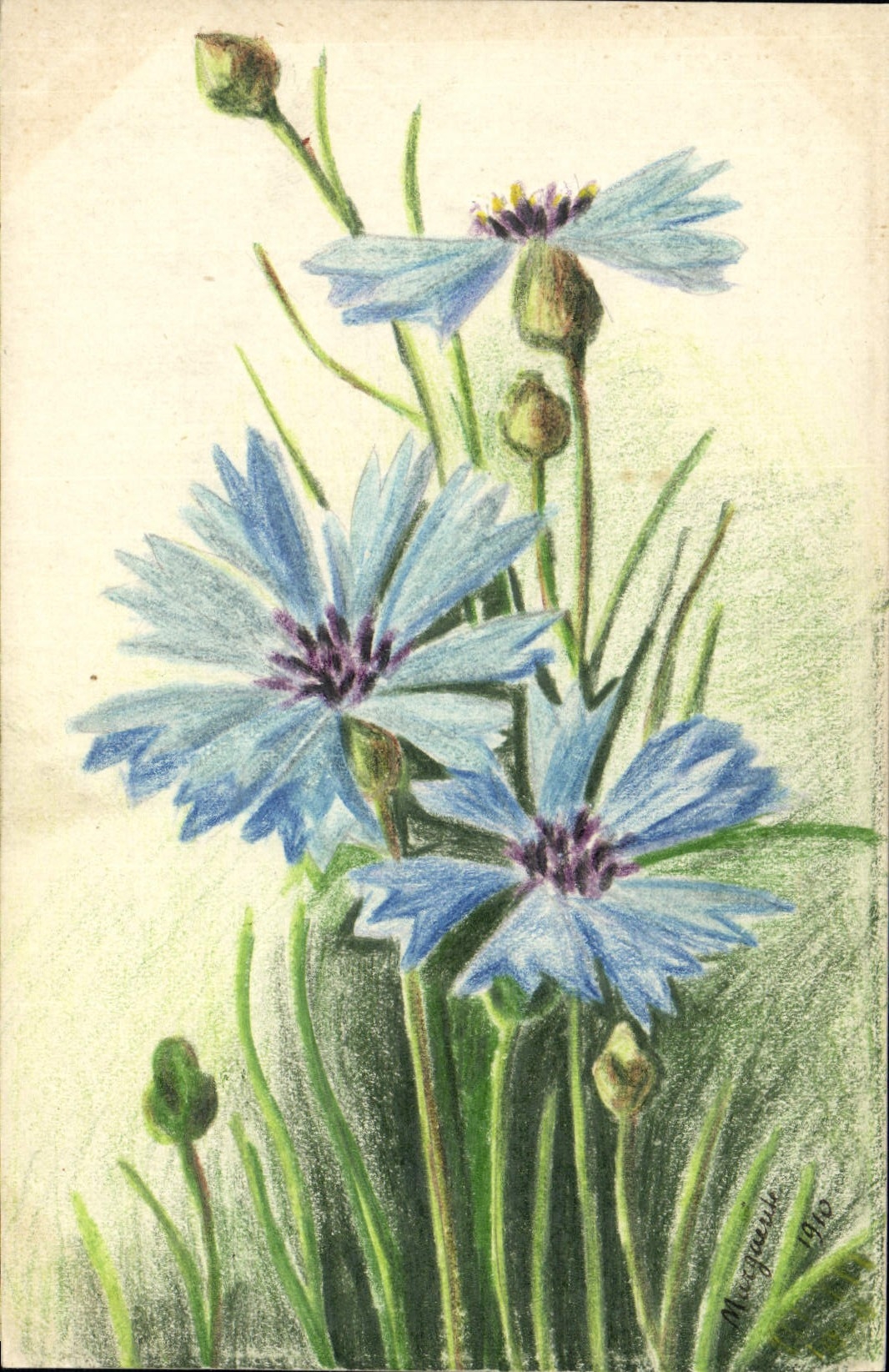 Fiori di papavero — disegno a matita colorata — Marquenay 1910