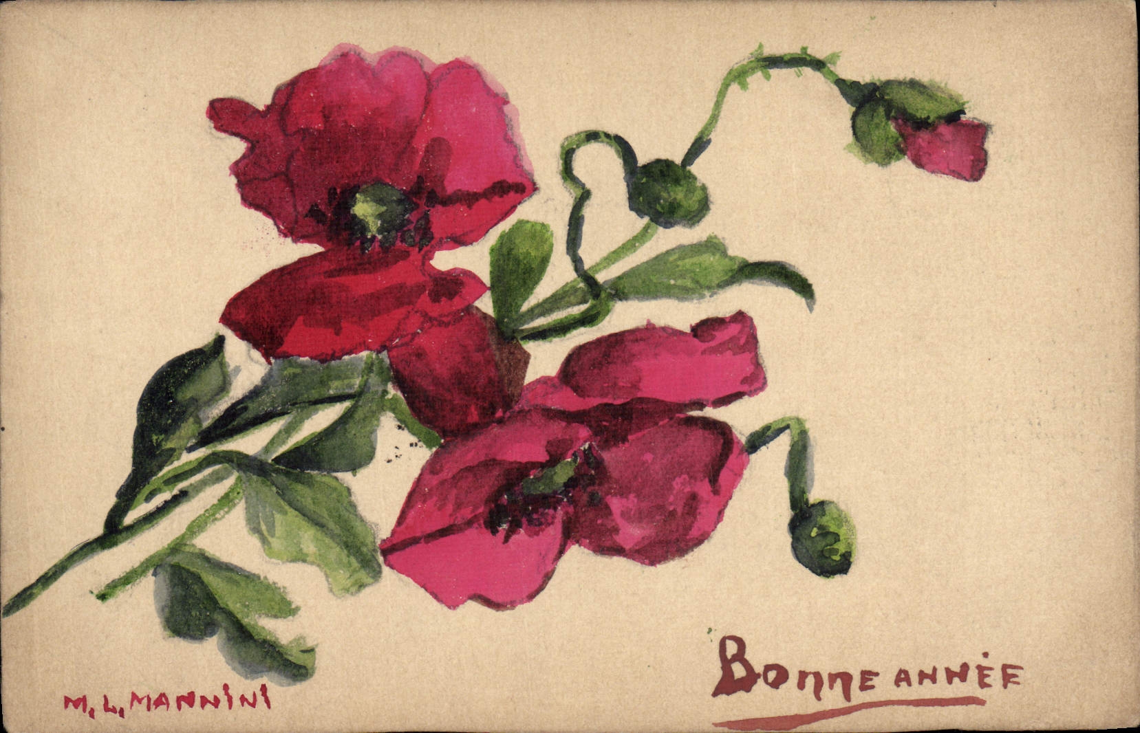 Fleurs de pavot — Bonne année — M. Limannini