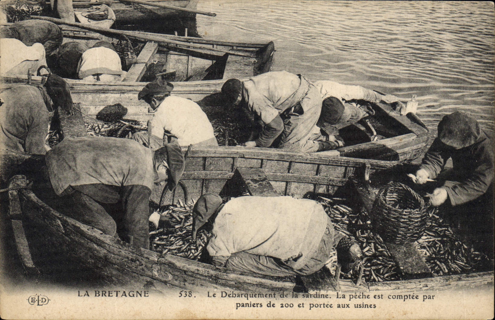 Débarquement de la sardine — La pêche est comptée par paniers de 200 et portée aux usines — La Bretagne 538 — Éditeur E.D.