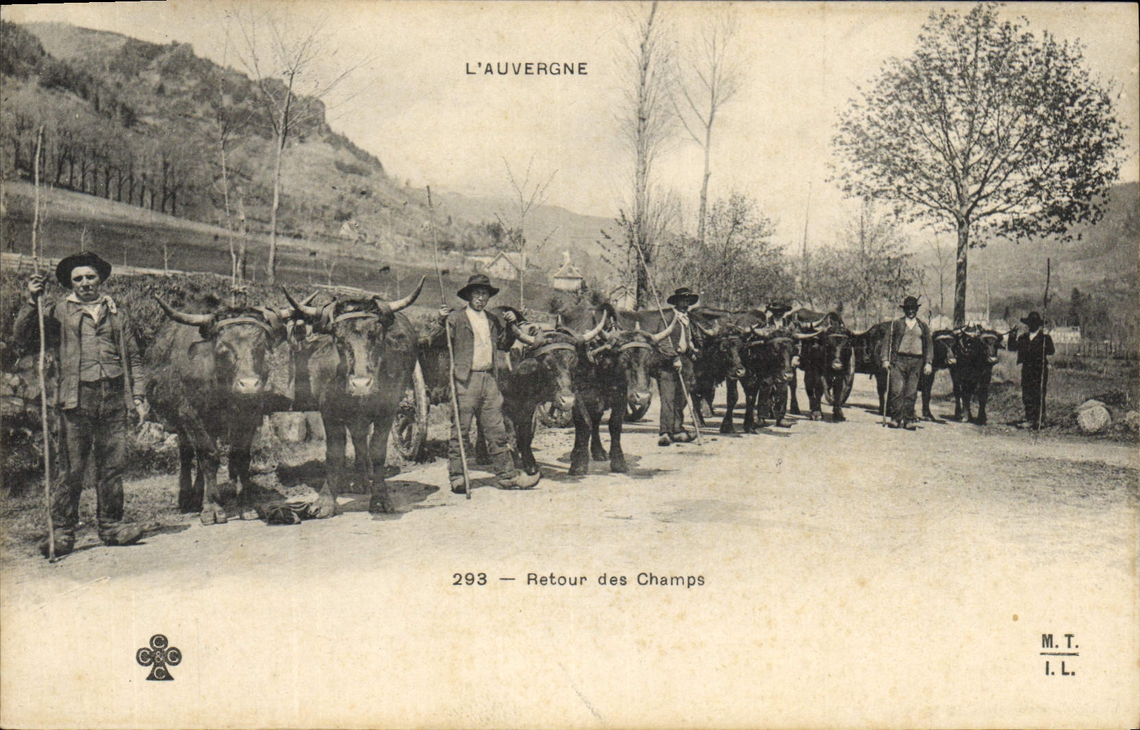 CPA Folklore Auvergne Retour des champs Vaches 