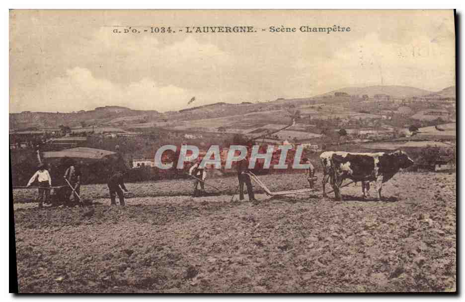 CPA Folklore Auvergne Attelage Scene champetre