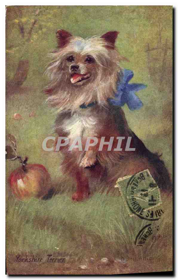 Yorkshire Terrier — avec pomme — Tuck's Post Card n° 9839