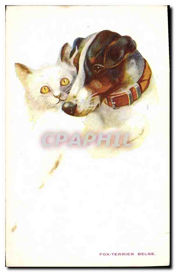 Chat blanc et Fox-Terrier belge — série 802 — A.G. & Co., London