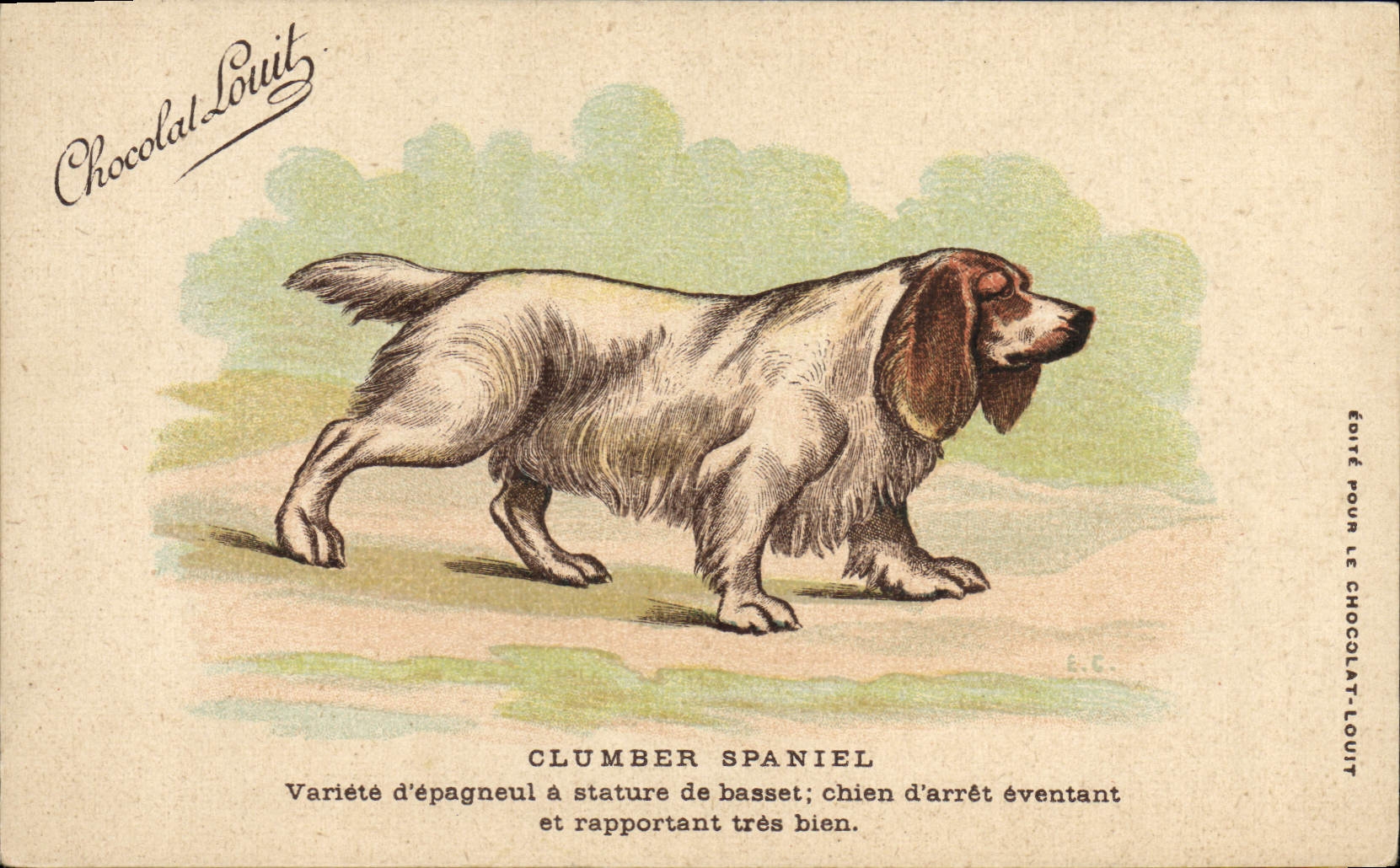 Clumber Spaniel — chien d'arrêt éventant — Chocolat-Louit